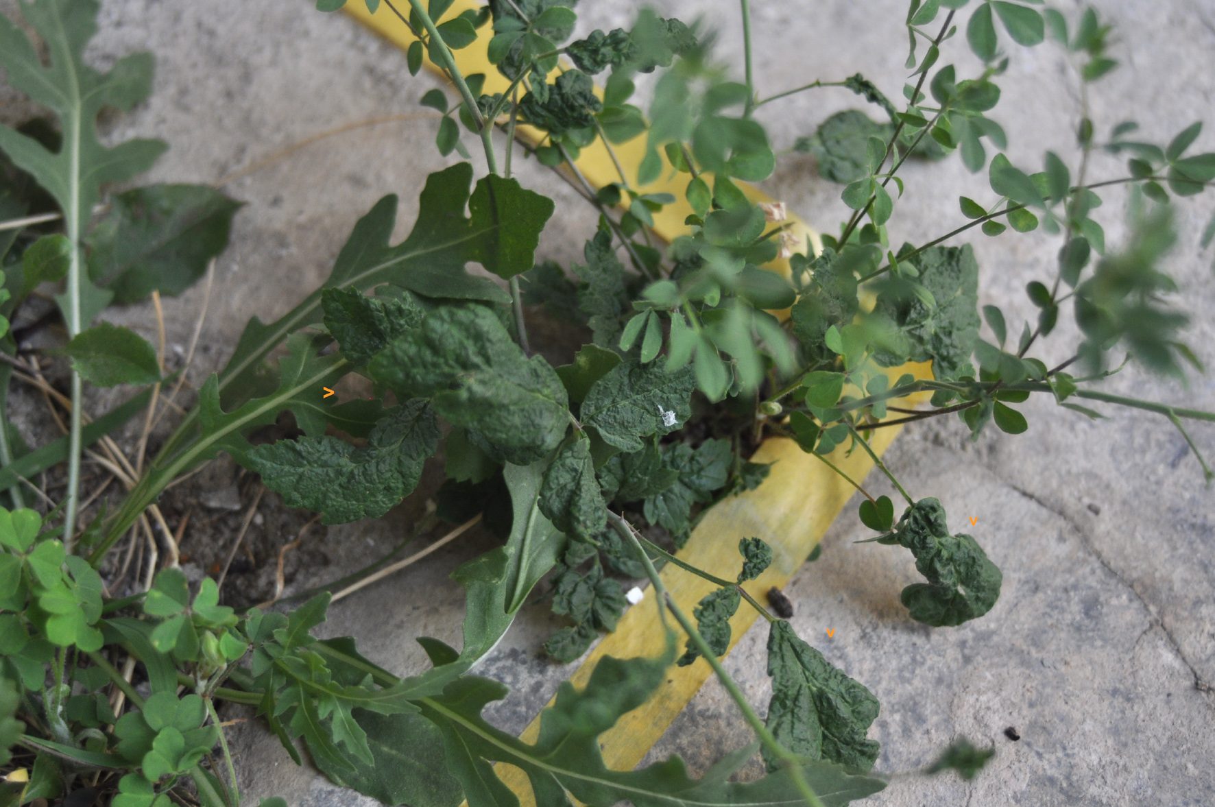 BORAGO OFFICINALIS L. - borragine comune